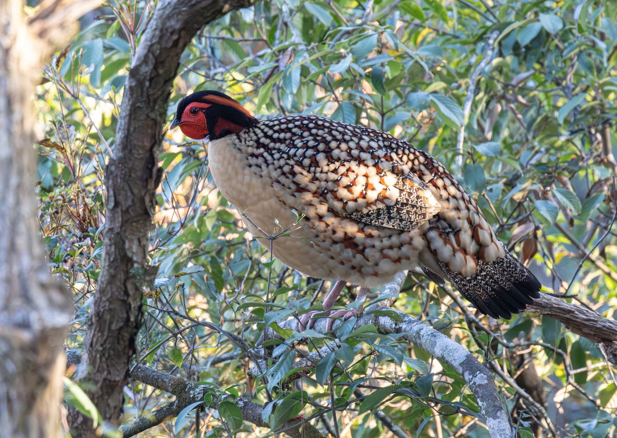 Cabot's Tragopan - ML645439816