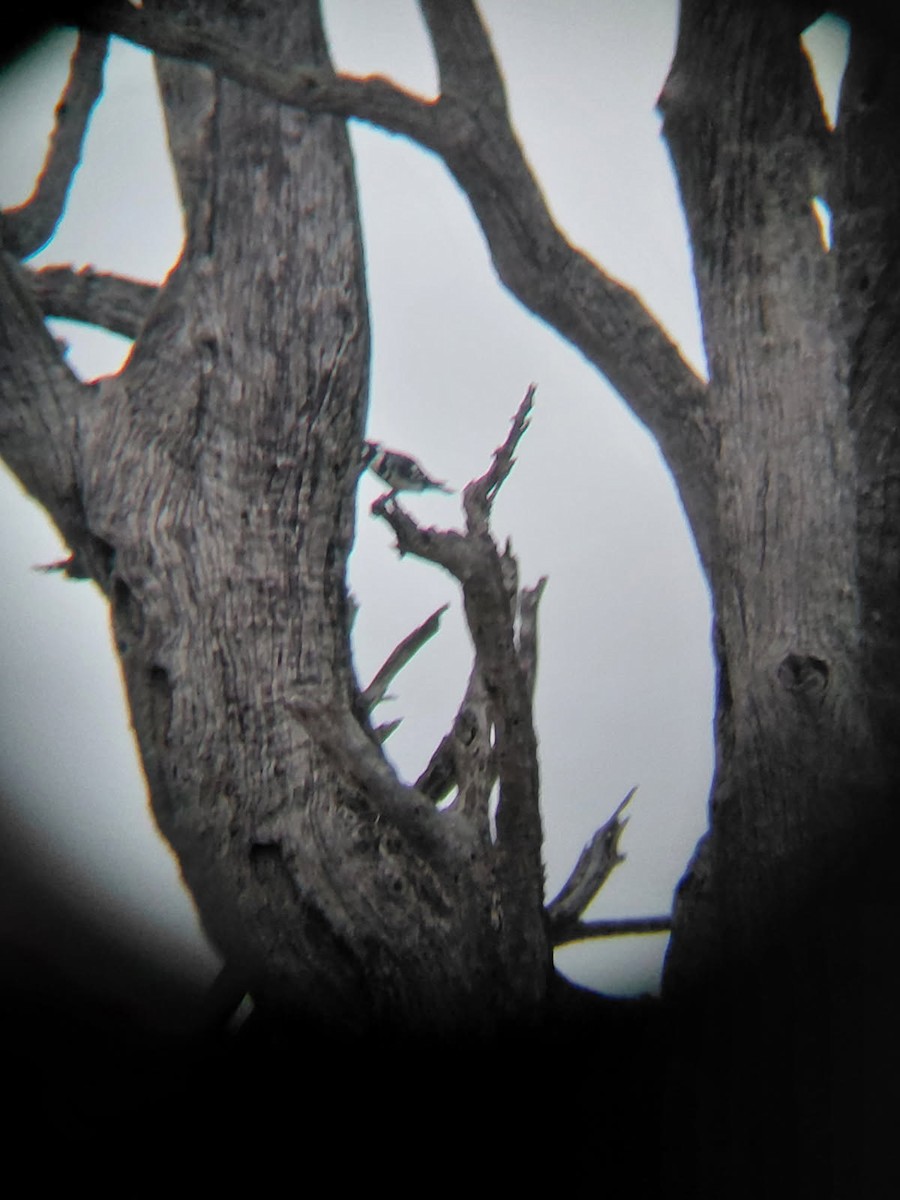 Pied Kingfisher - ML645439818
