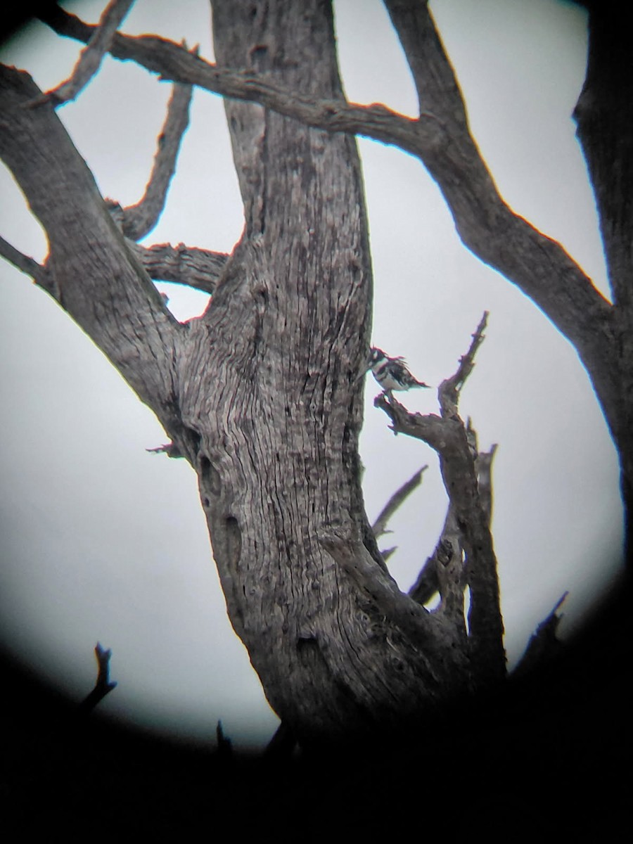 Pied Kingfisher - ML645439819