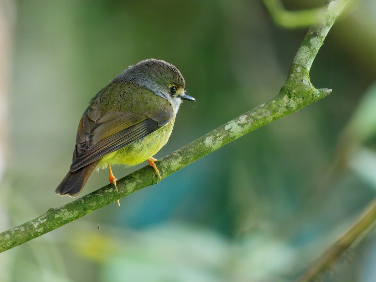 Pale-yellow Robin - ML645439820
