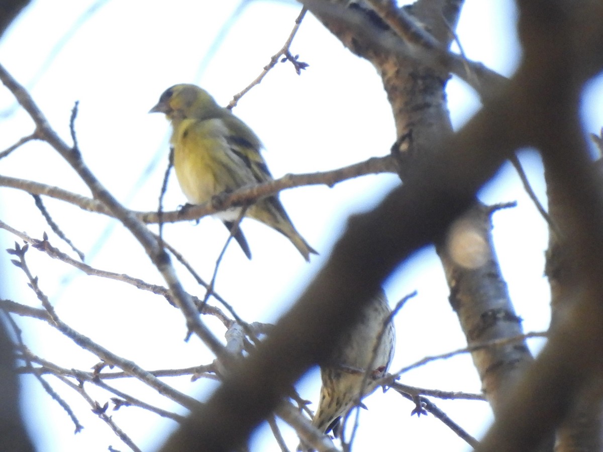 Eurasian Siskin - ML645439821