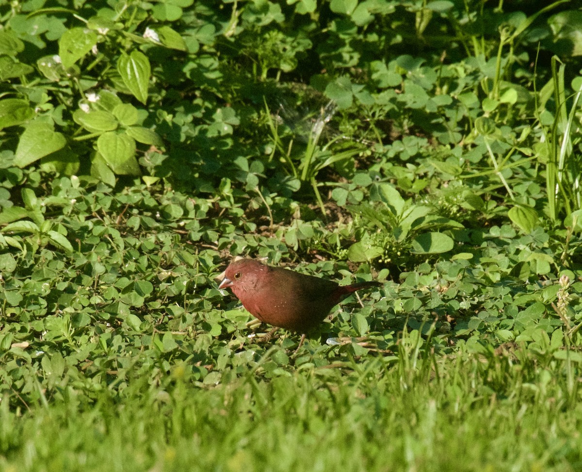 Red-billed Firefinch - ML645439822