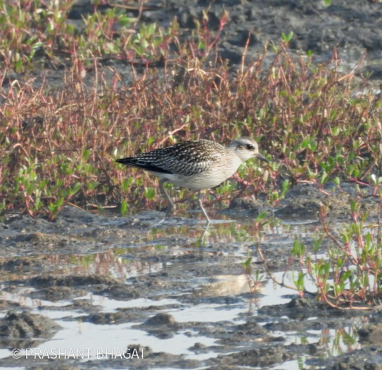 Black-bellied Plover - ML645439823