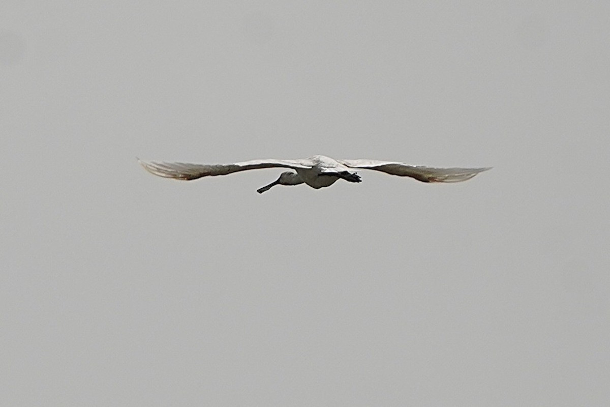 African Spoonbill - ML645439824