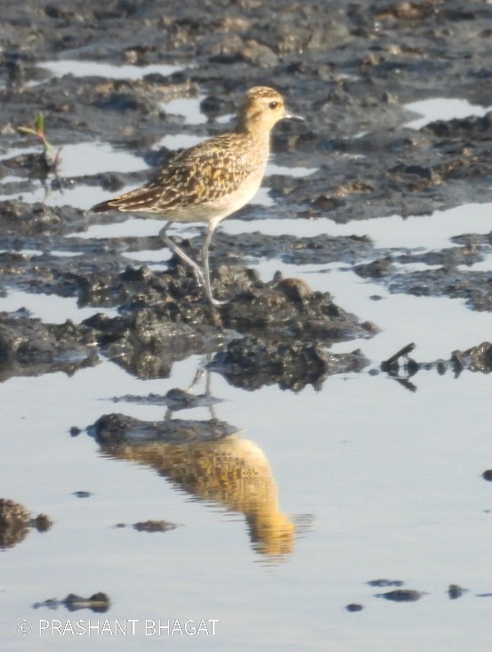 Pacific Golden-Plover - ML645439826