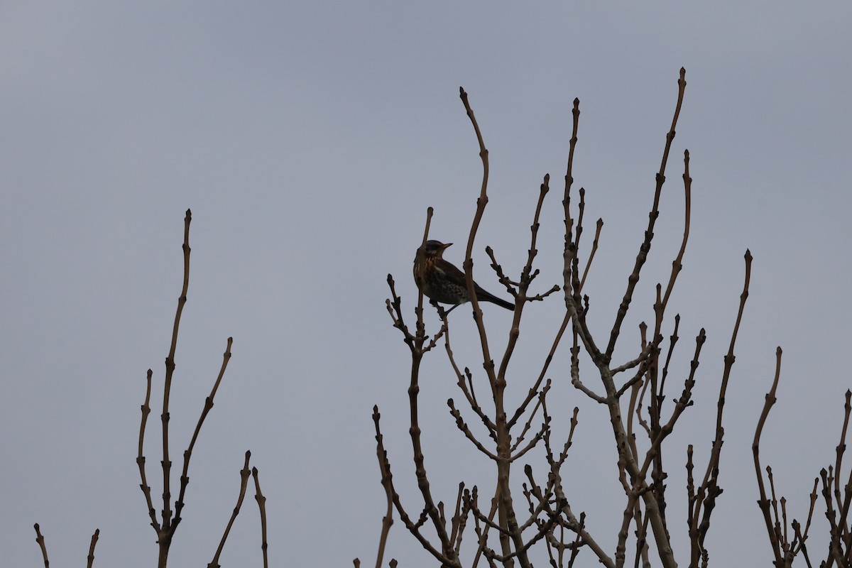 Fieldfare - ML645439827