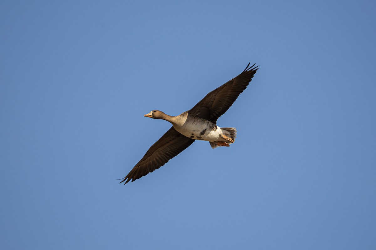 Greater White-fronted Goose - ML645439828