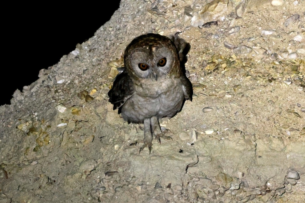 Desert Owl - ML645439829