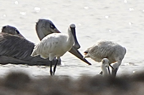 African Spoonbill - ML645439832