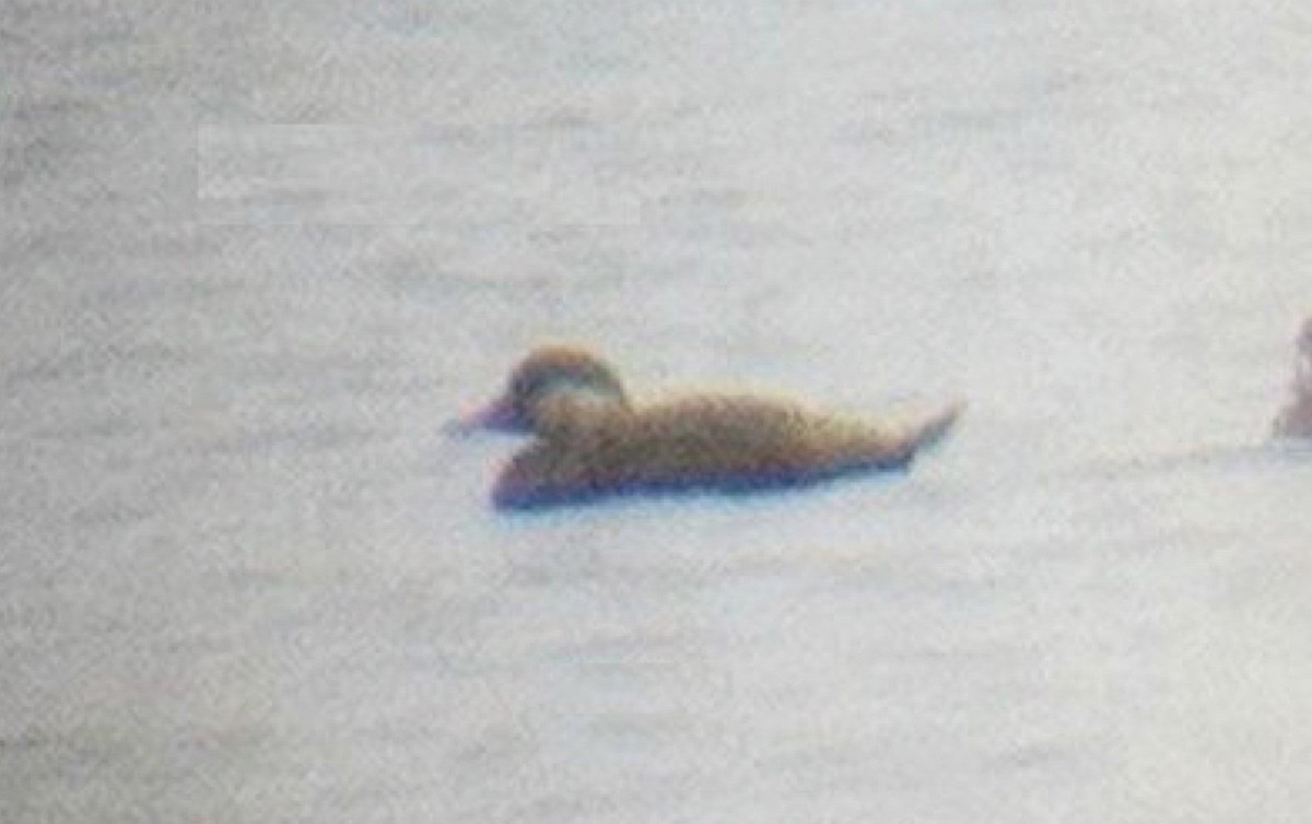 Common Scoter - ML645439833