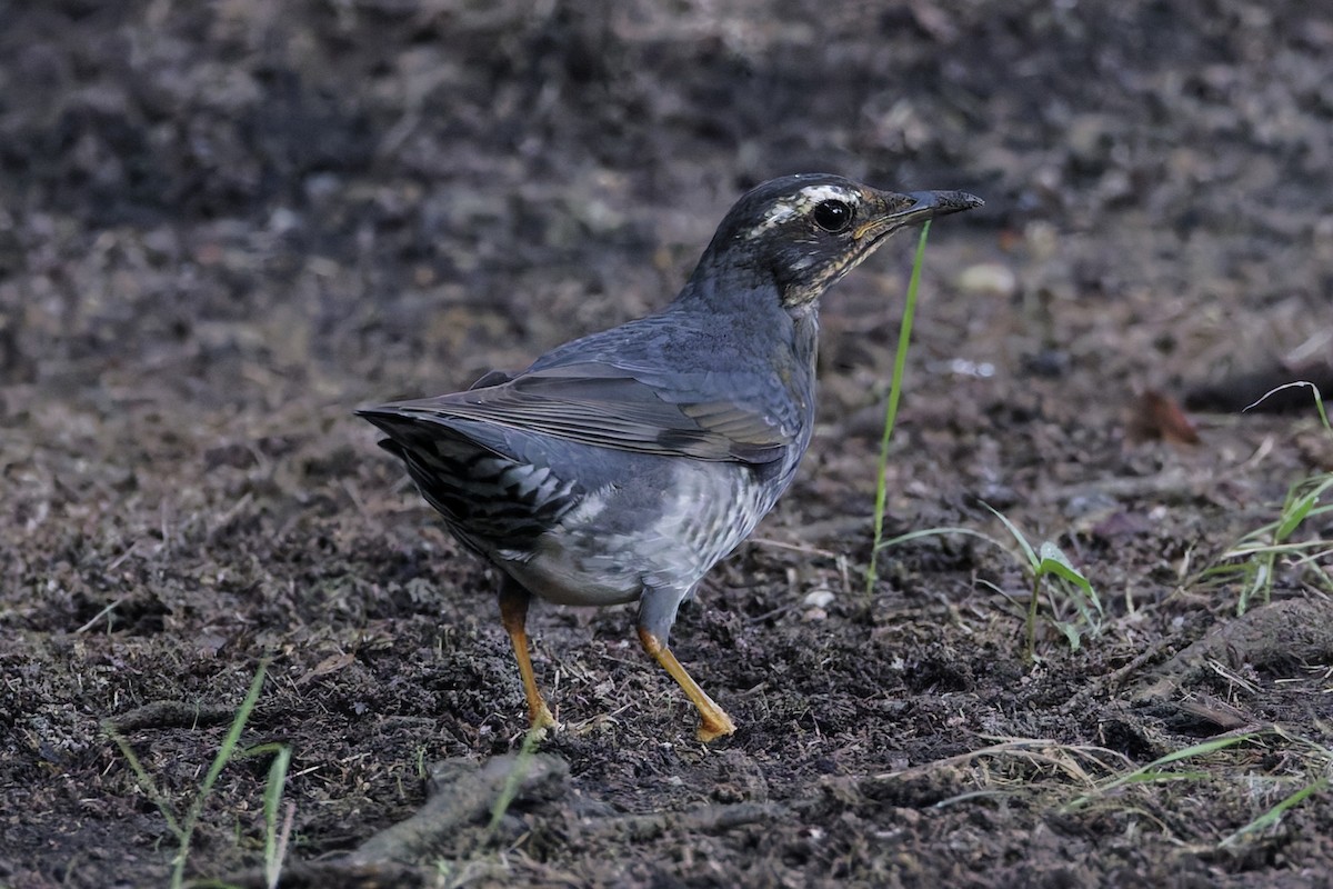Siberian Thrush - ML645439834