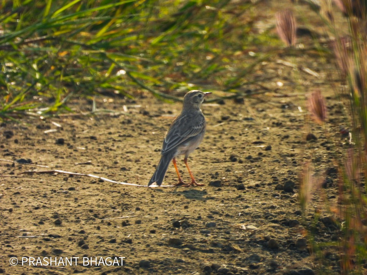 Paddyfield Pipit - ML645439835