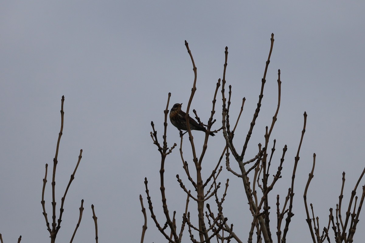 Fieldfare - ML645439836