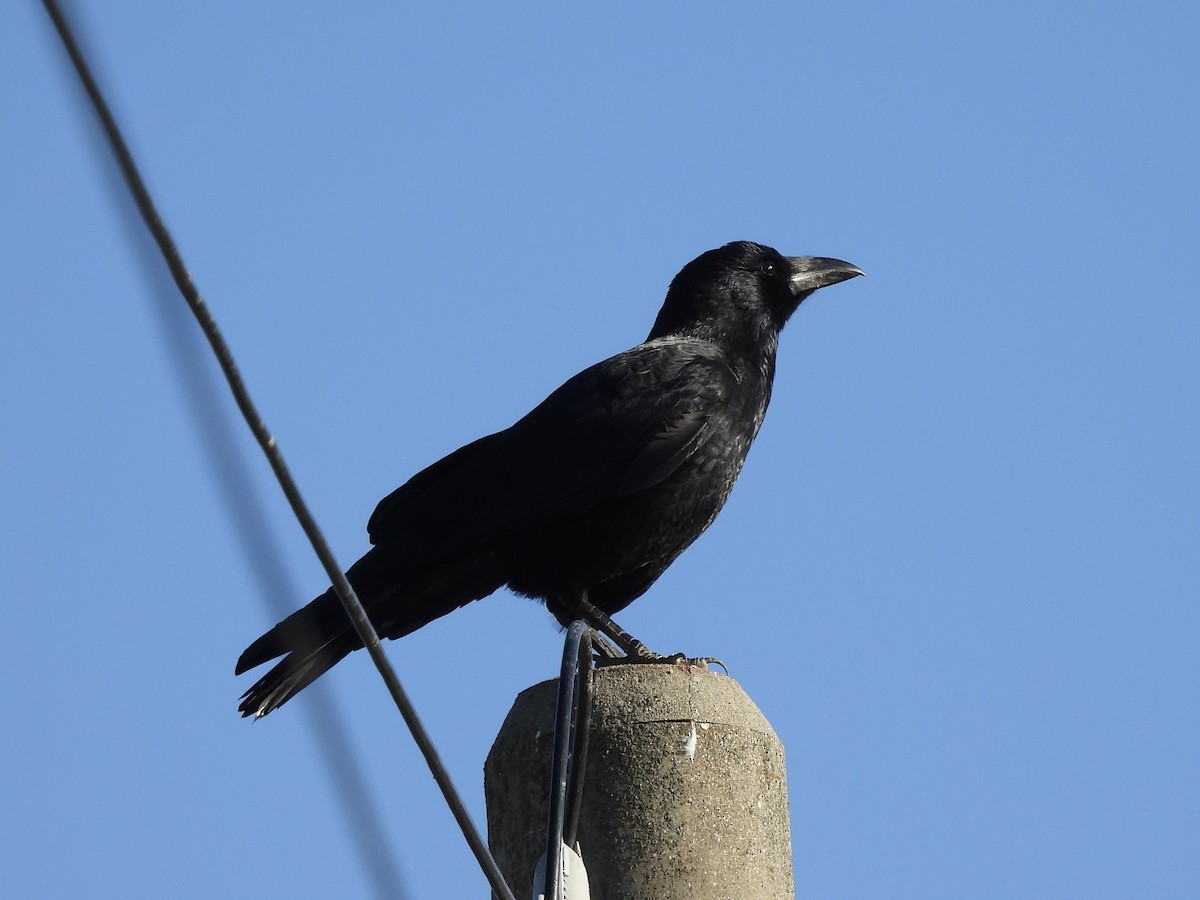 Carrion Crow (Eastern) - ML645439837