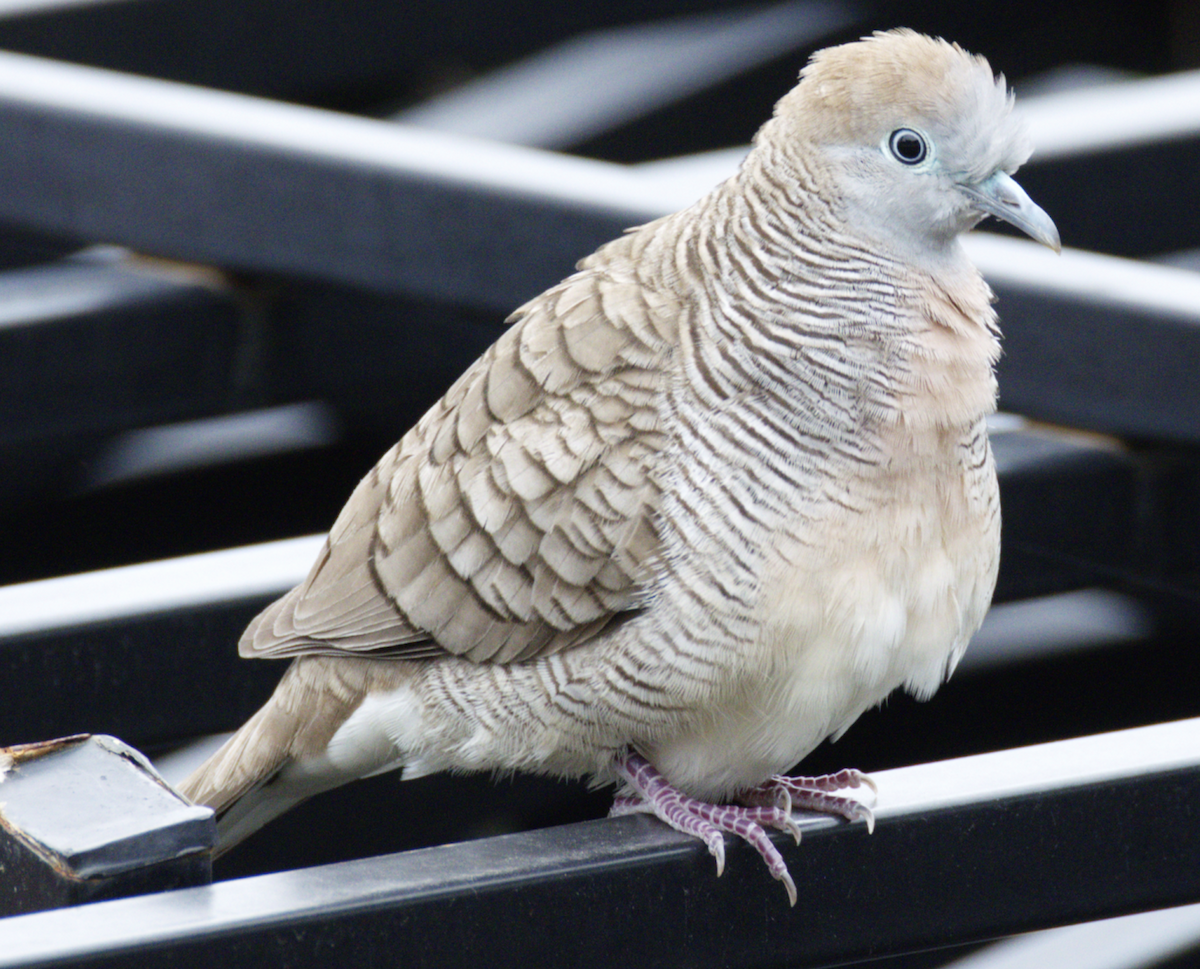 Zebra Dove - ML645439838