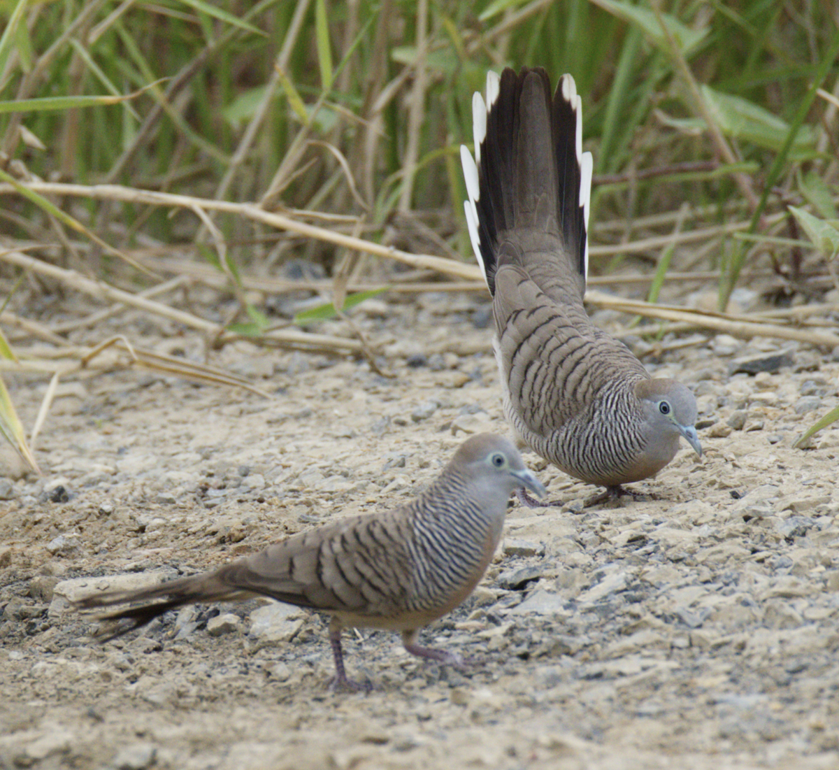Zebra Dove - ML645439839
