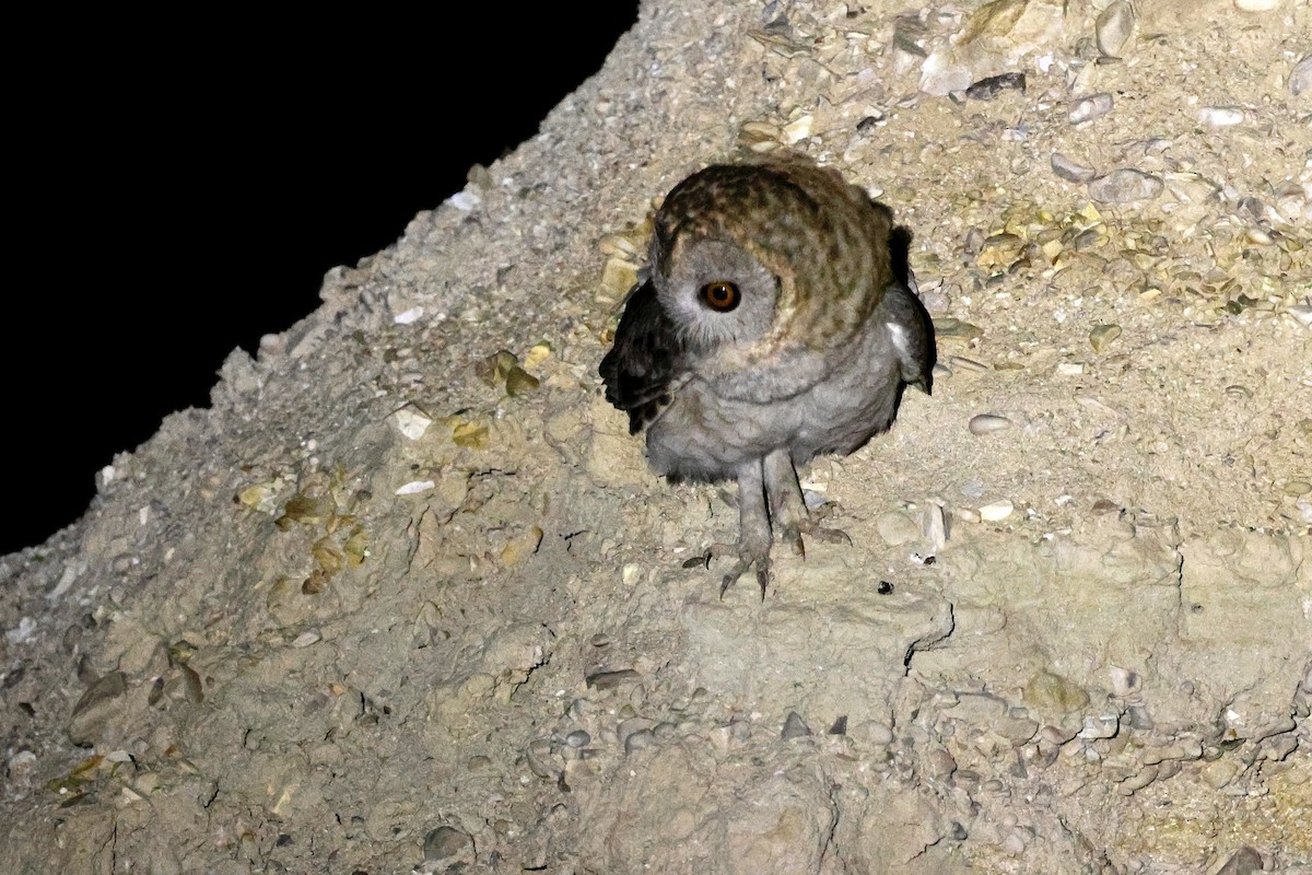 Desert Owl - ML645439841