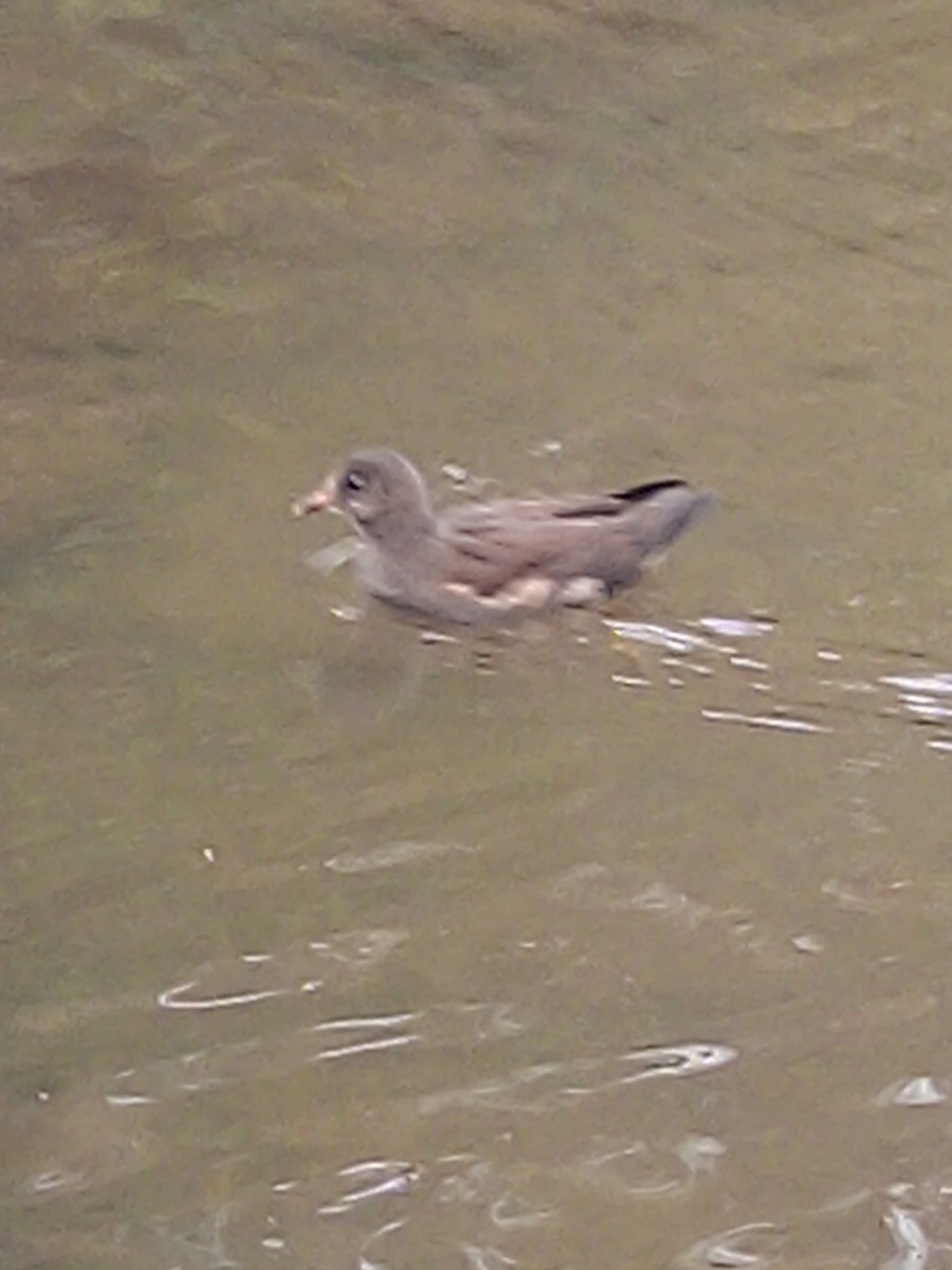 Eurasian Moorhen - ML645439842