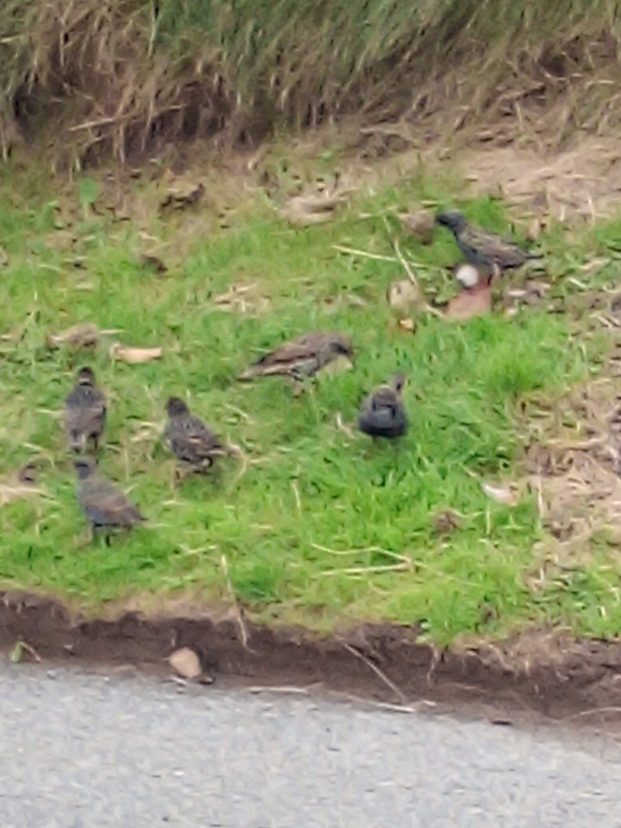 European Starling - ML645439843