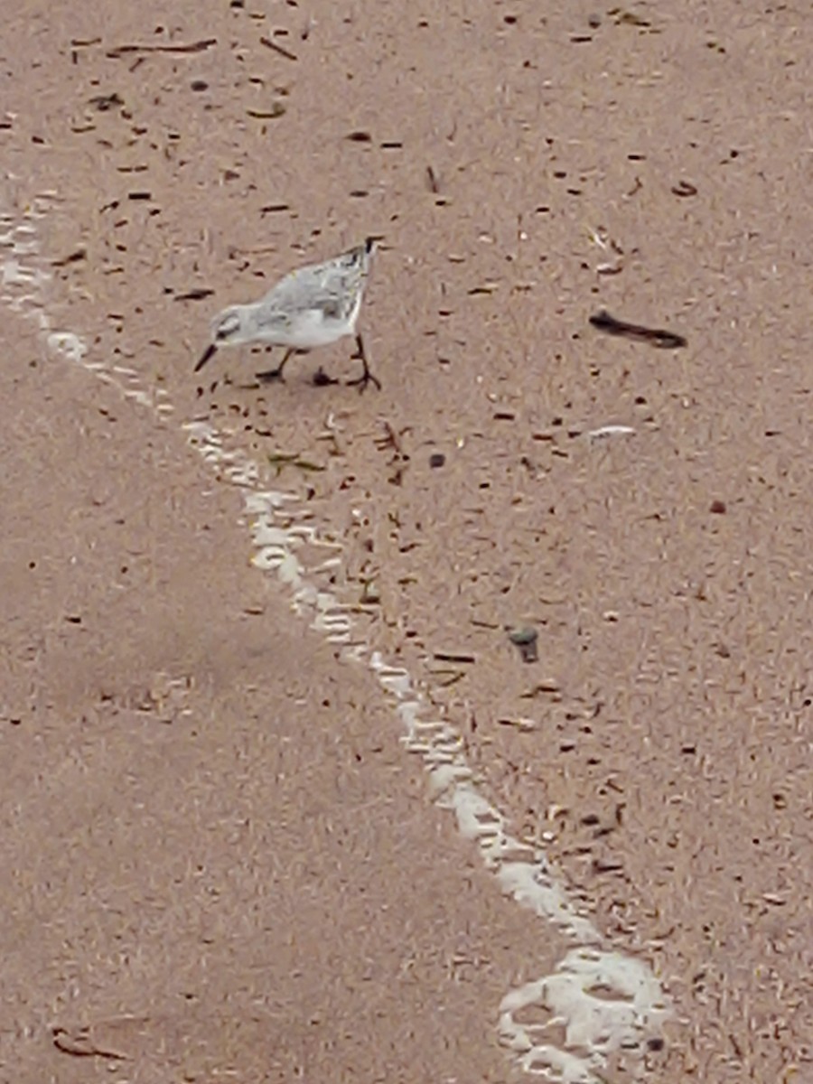 Sanderling - ML645439844