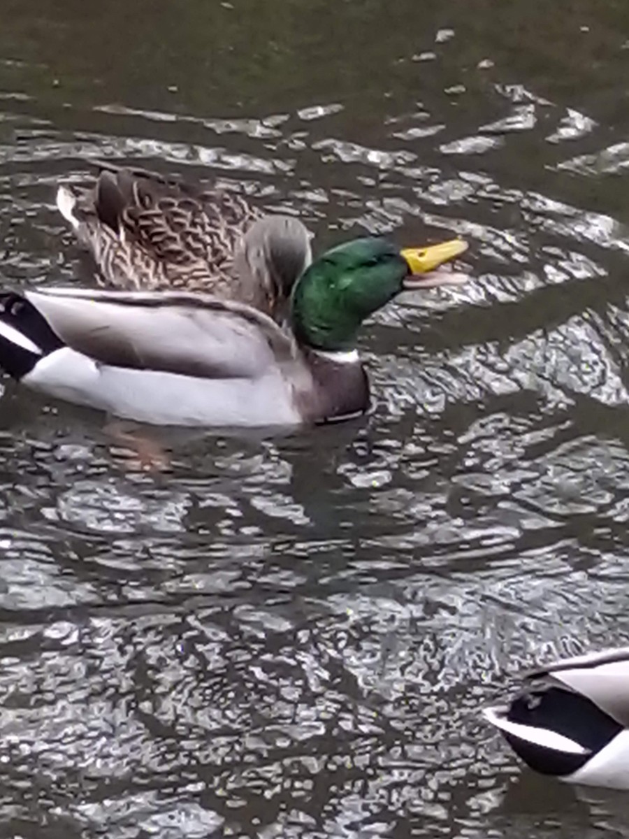 Sanderling - ML645439845