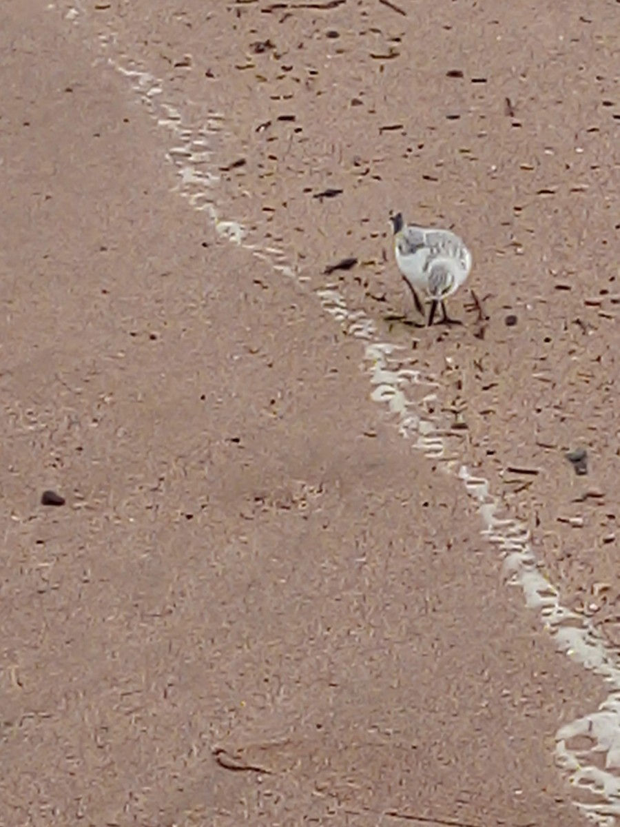 Sanderling - ML645439846