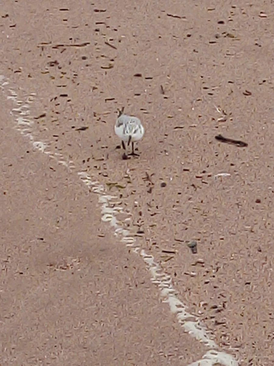 Sanderling - ML645439847