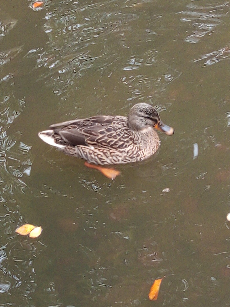 Mallard - ML645439848