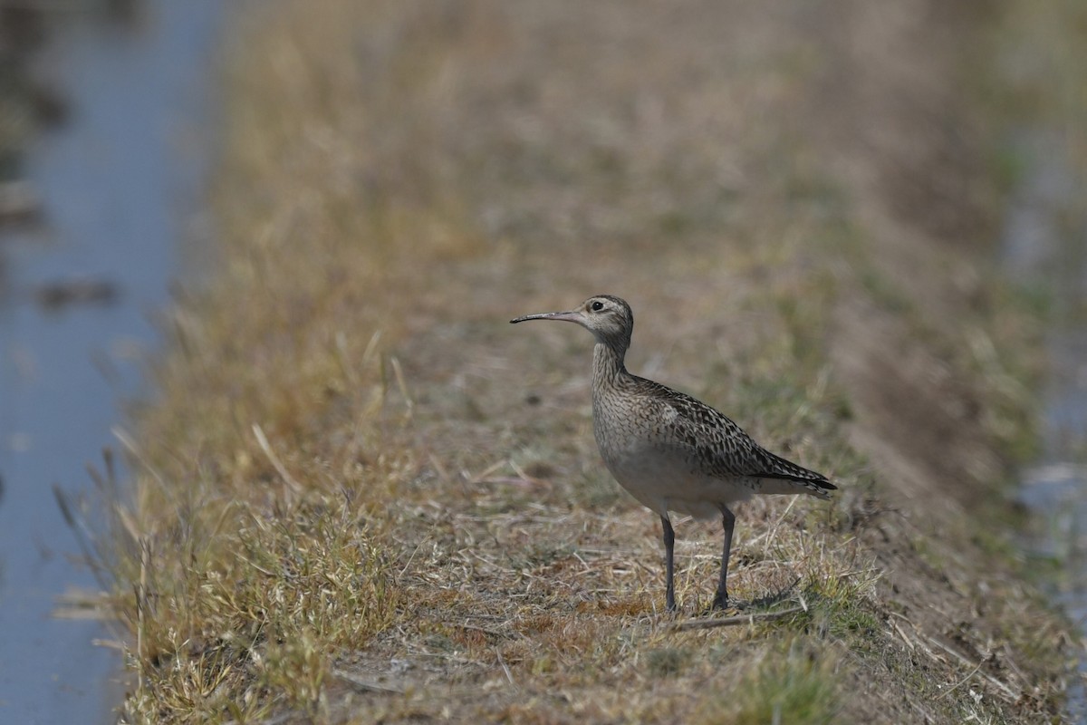 Little Curlew - ML645439849