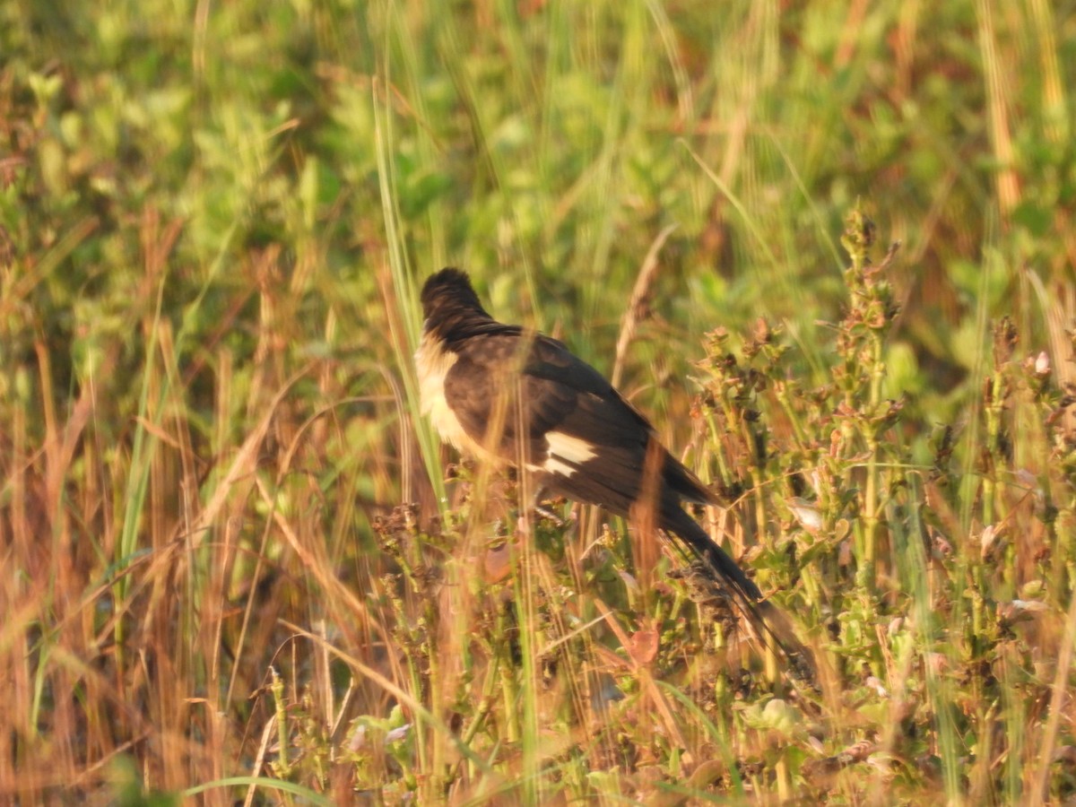 Pied Cuckoo - ML645439851