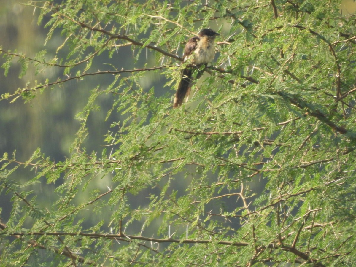 Pied Cuckoo - ML645439852