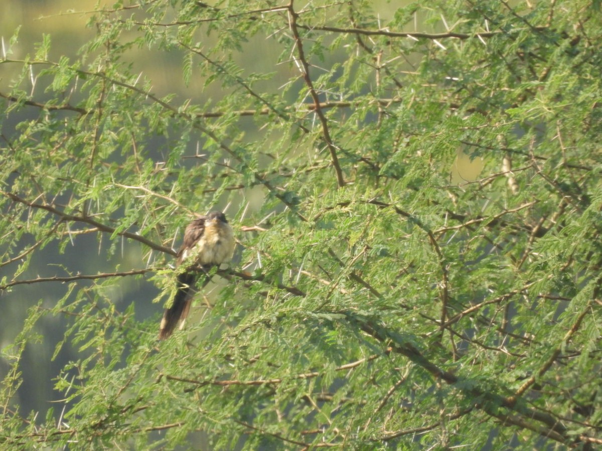 Pied Cuckoo - ML645439853