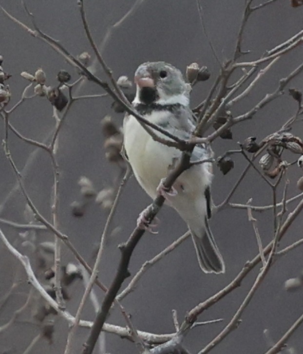 Parrot-billed Seedeater - ML645439855