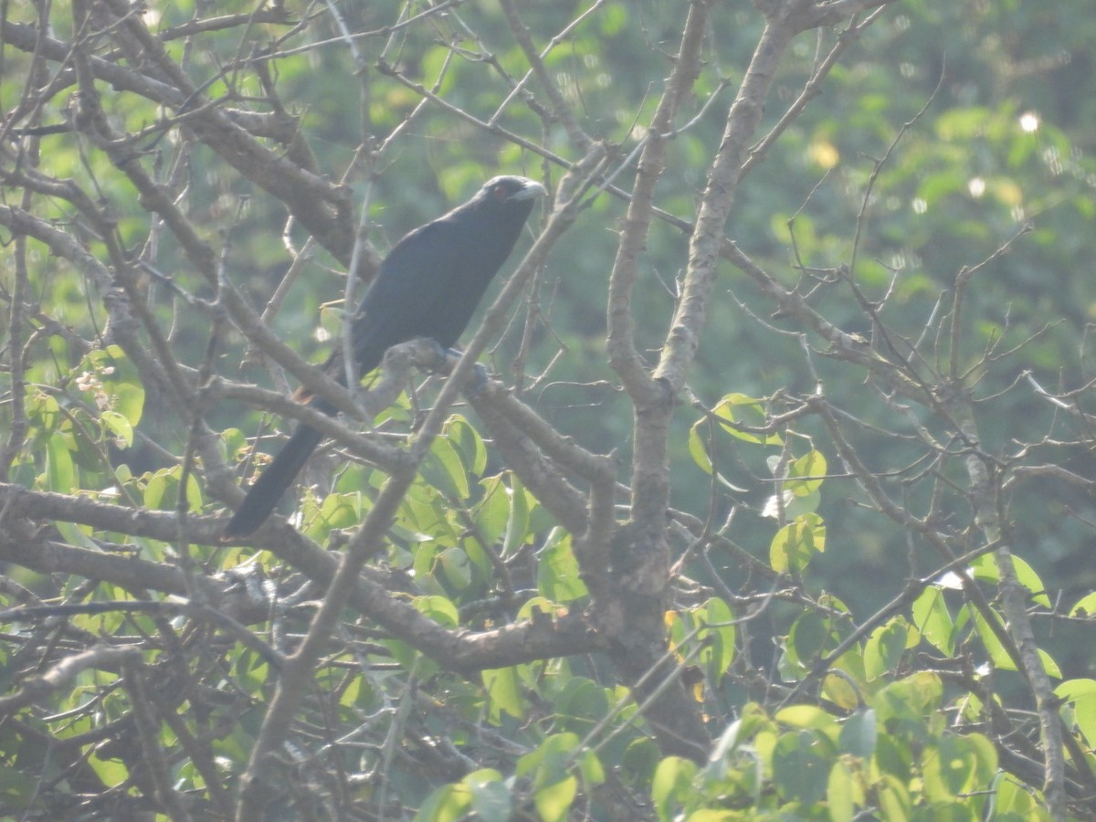 Asian Koel - ML645439856