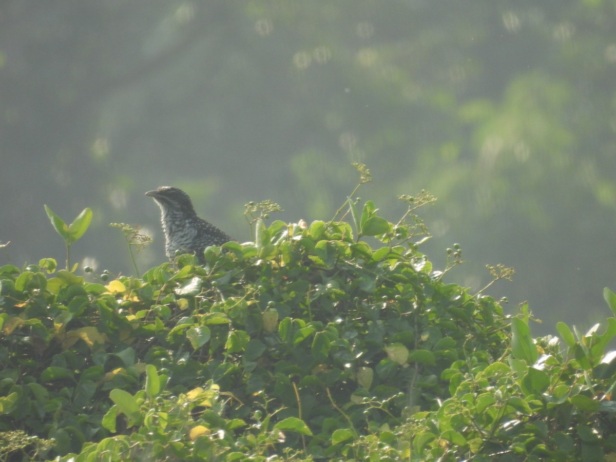 Asian Koel - ML645439857