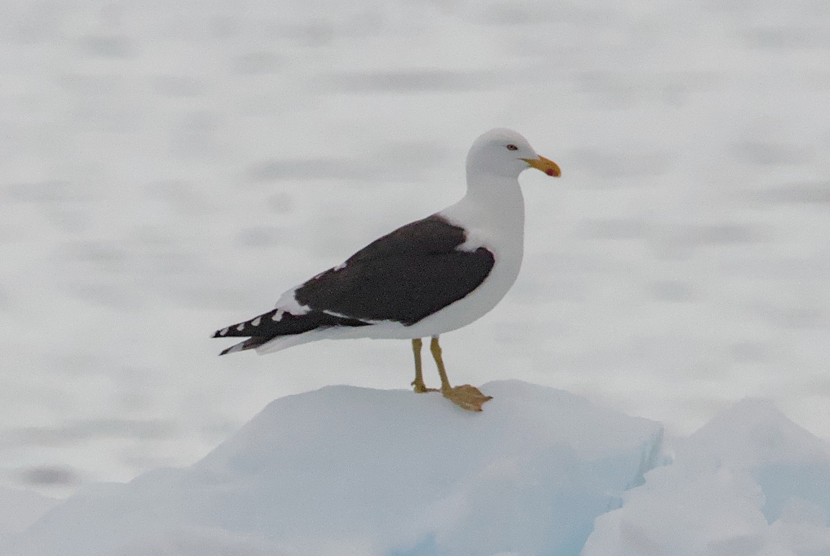 Kelp Gull - ML645439858
