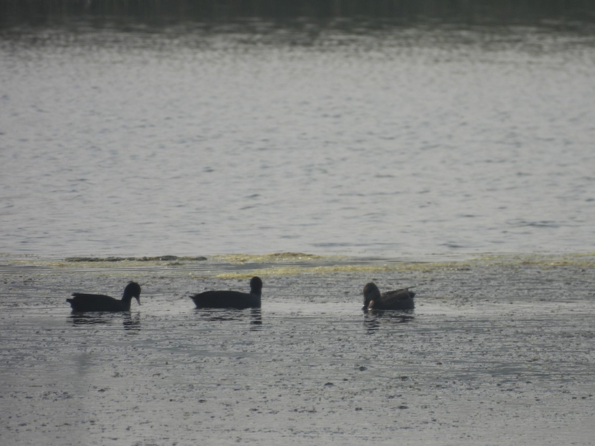 Eurasian Coot - ML645439860
