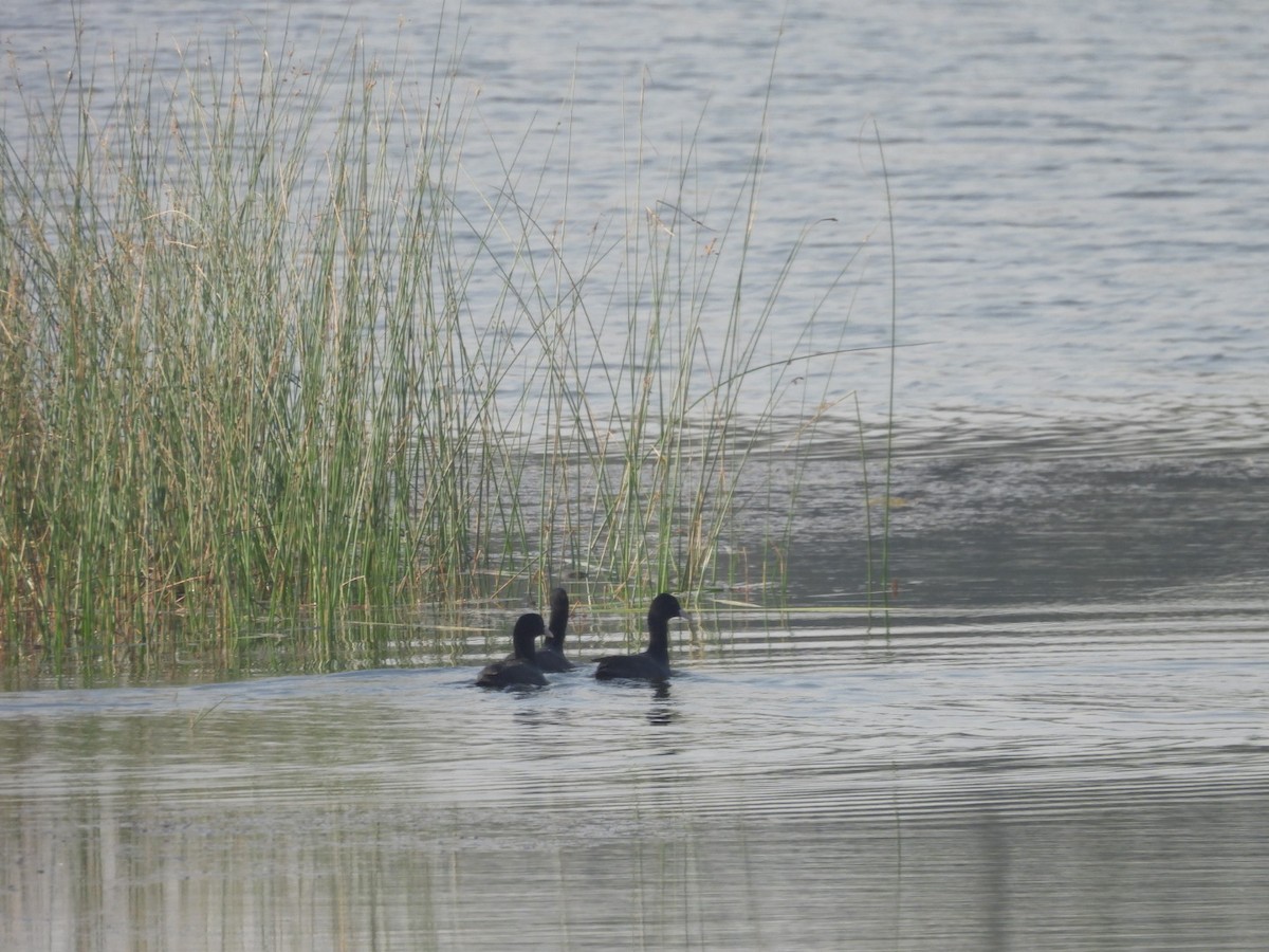 Eurasian Coot - ML645439861