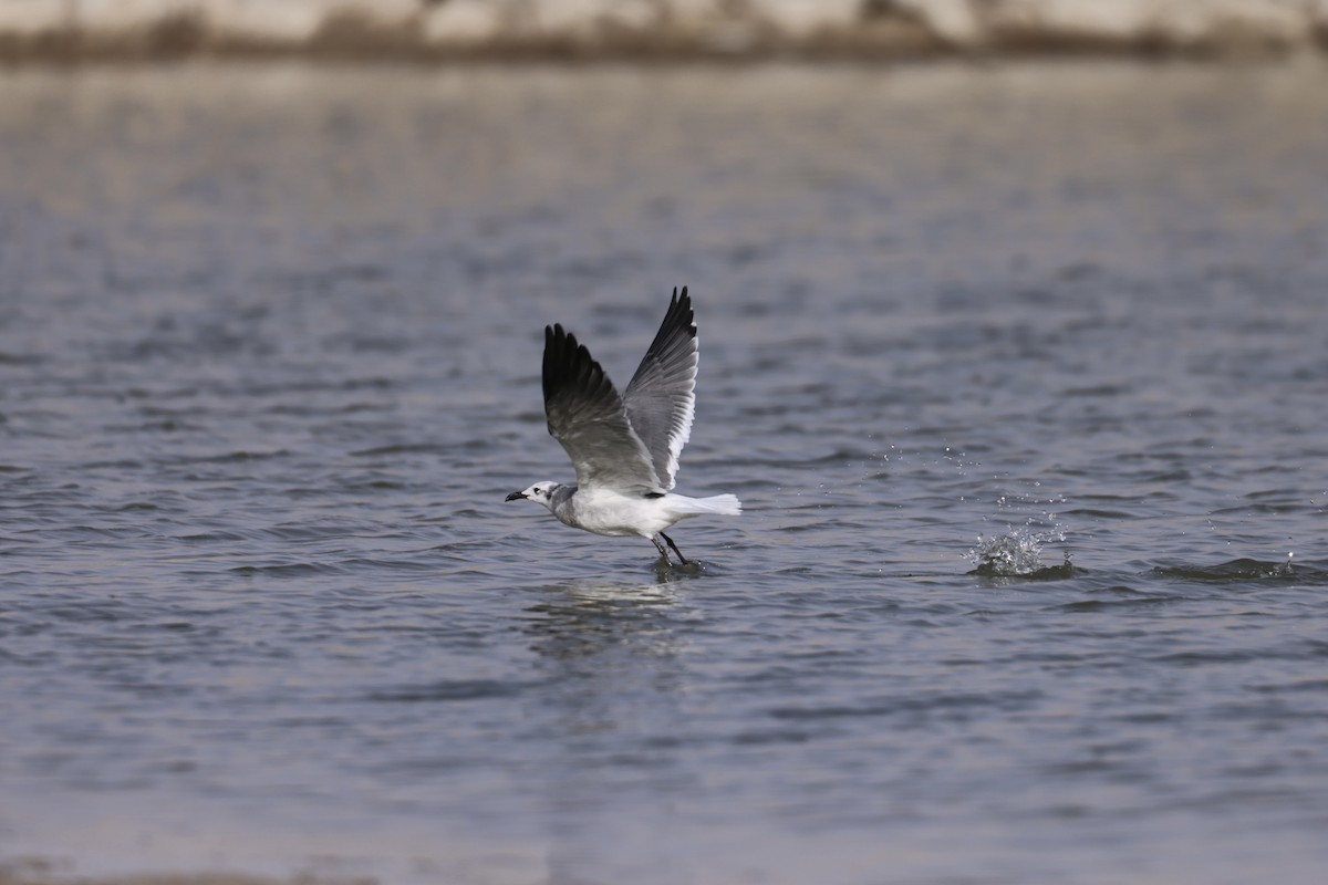 Laughing Gull - ML645439863