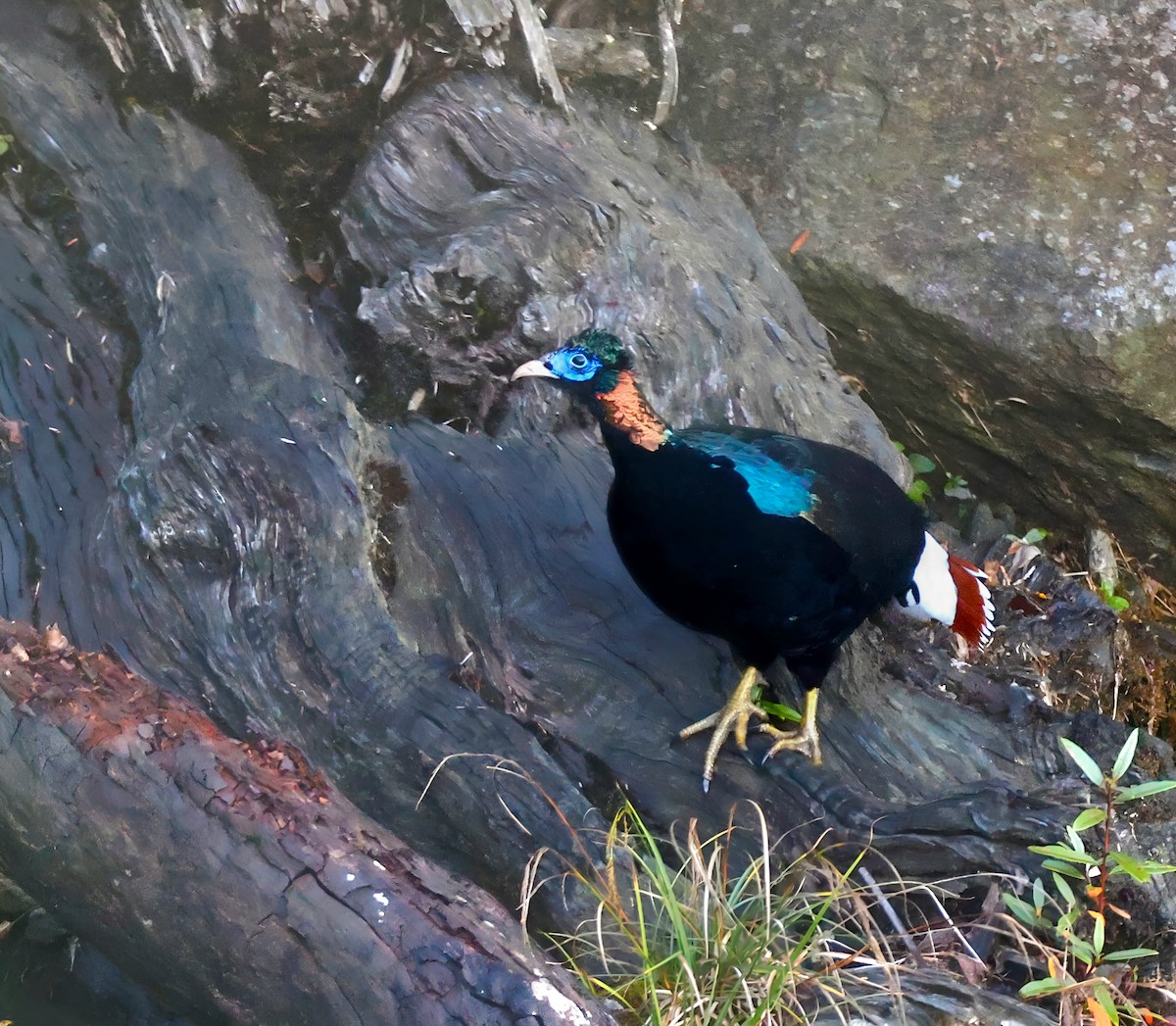 Sclater's Monal - ML645439866