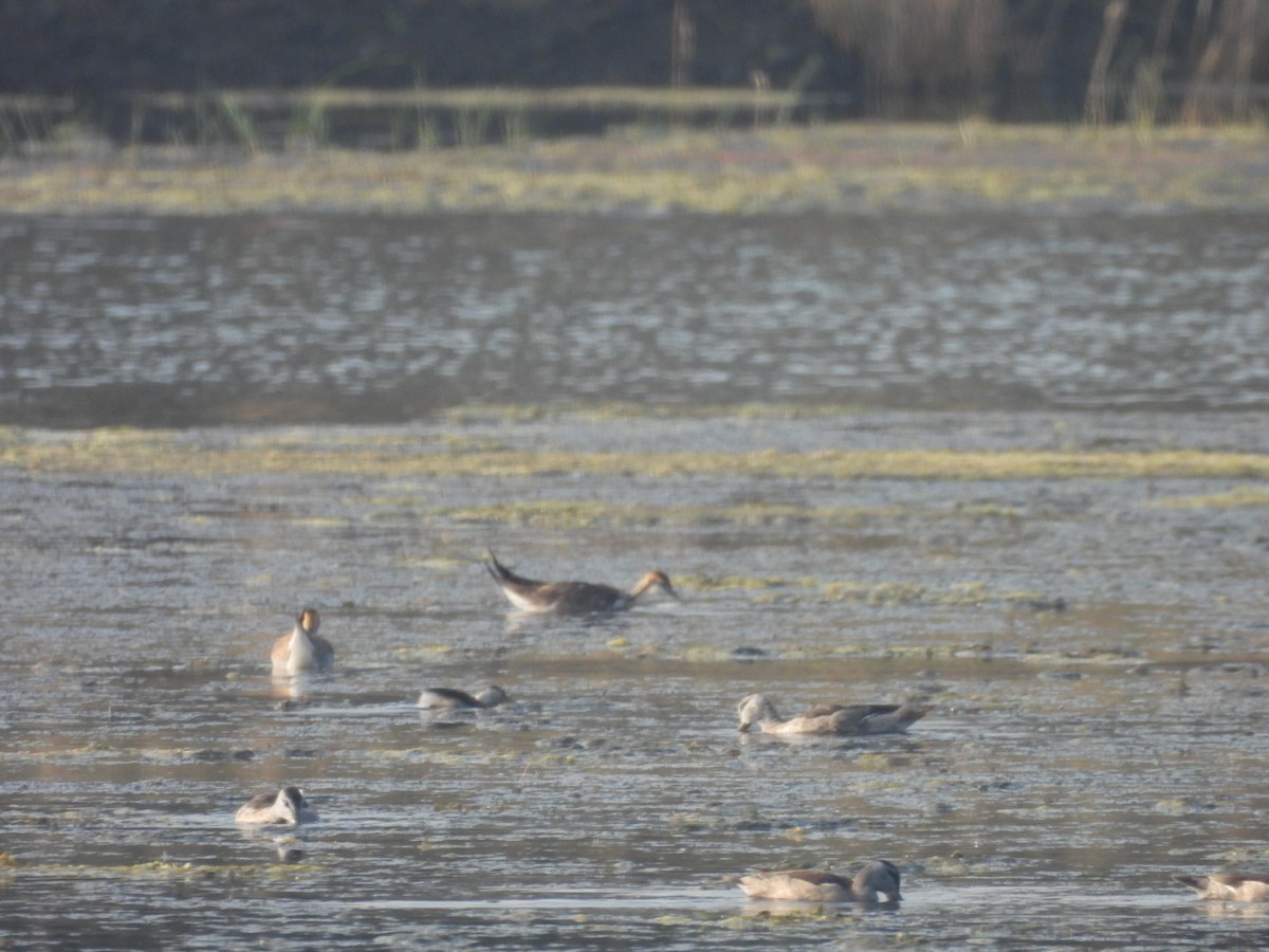Pheasant-tailed Jacana - ML645439867