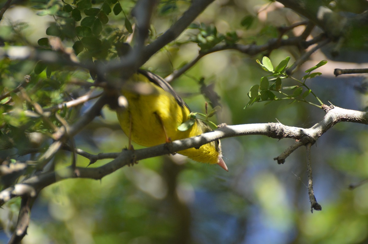 Golden-crowned Warbler - ML645439868