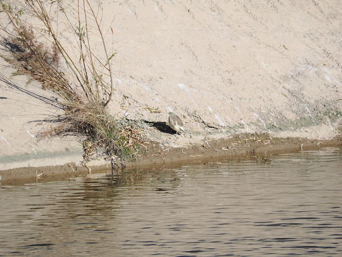 Chinese Pond-Heron - ML645439870