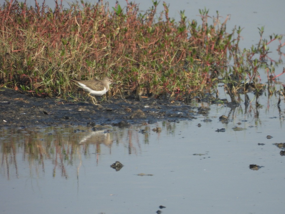 Common Sandpiper - ML645439872