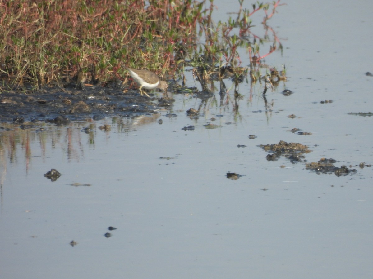 Common Sandpiper - ML645439873