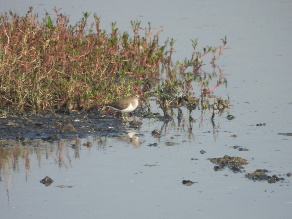 Common Sandpiper - ML645439874