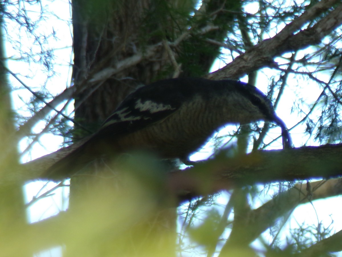 Varied Triller - ML645439879