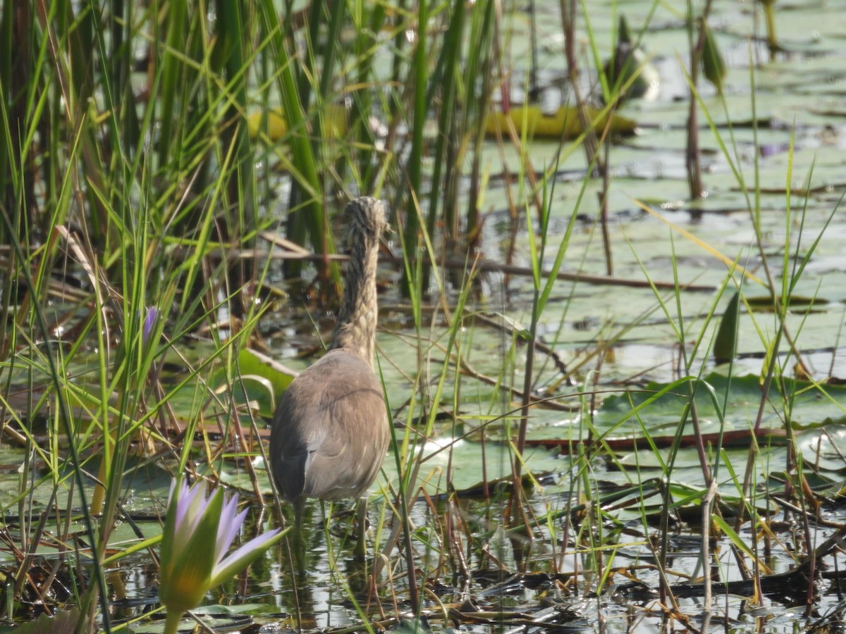 Indian Pond-Heron - ML645439880