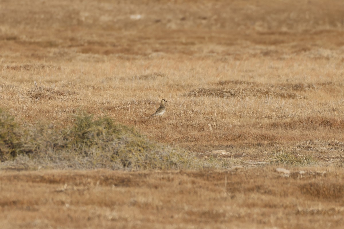 Сивка звичайна - ML645439881