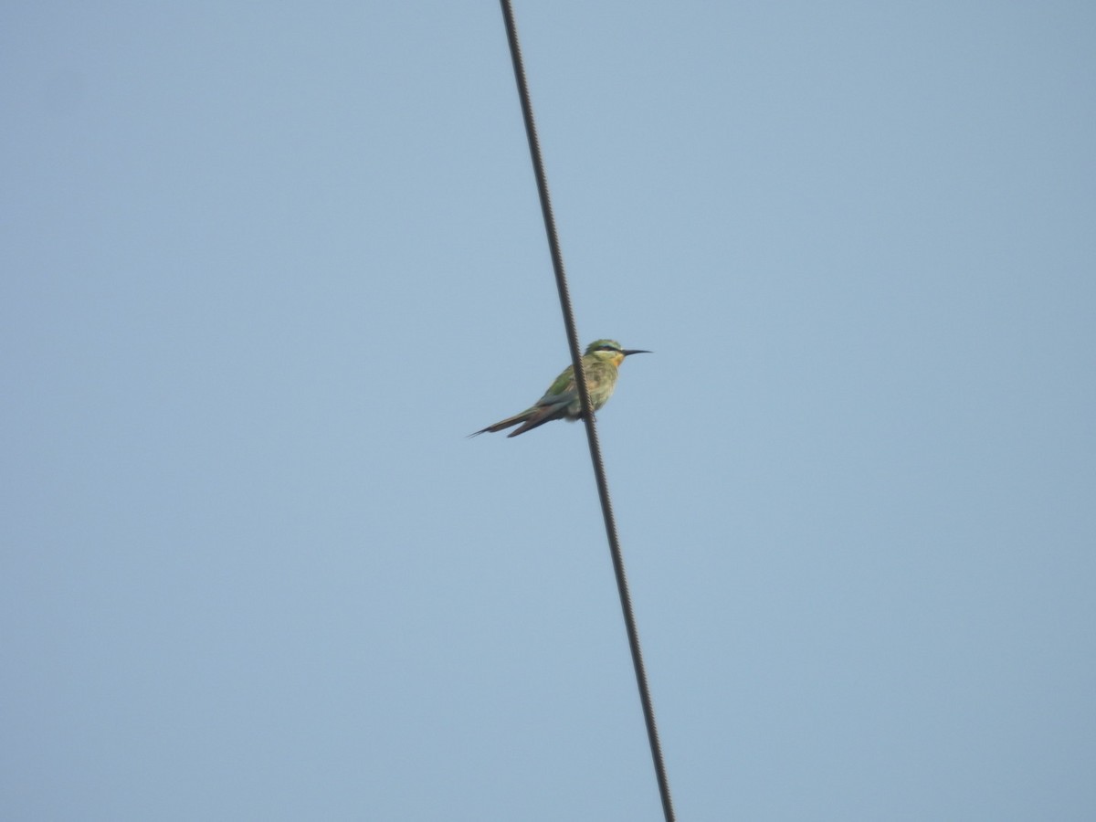 Blue-cheeked Bee-eater - ML645439882